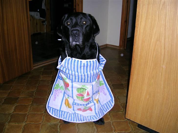 Labrador retriever Bach - forklæde er godt at have inden man skal spise billede 3