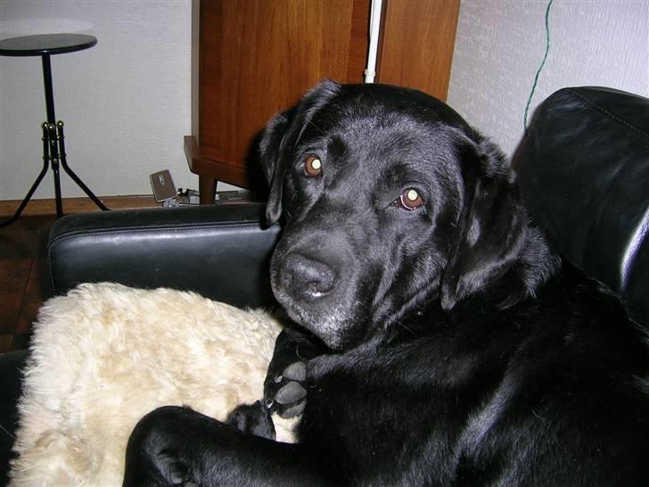 Labrador retriever Bach - nu fik jeg lov til at ligge på en deilig sofa billede 4