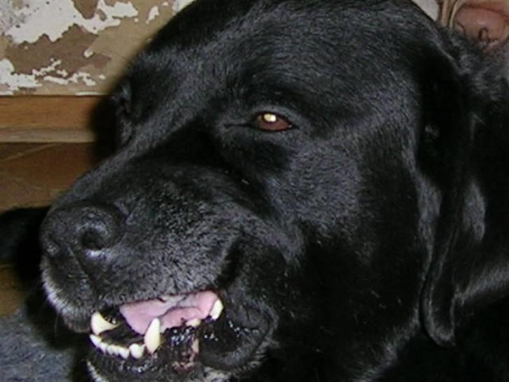 Labrador retriever Bach billede 5