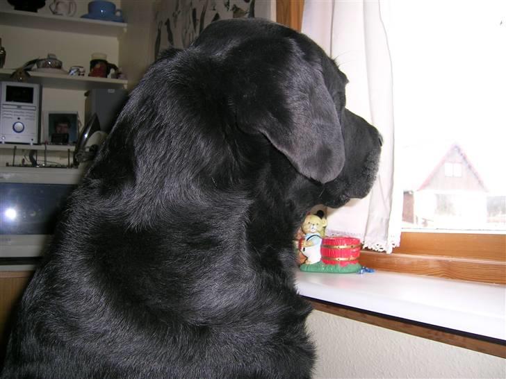 Labrador retriever Bach - jeg må lige se ud af vinduet om nogen er udenfor billede 6