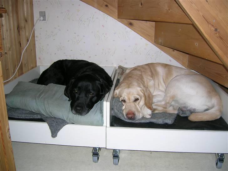 Labrador retriever Bach - her ligger mig og min lillebror i hver sin kasse billede 7