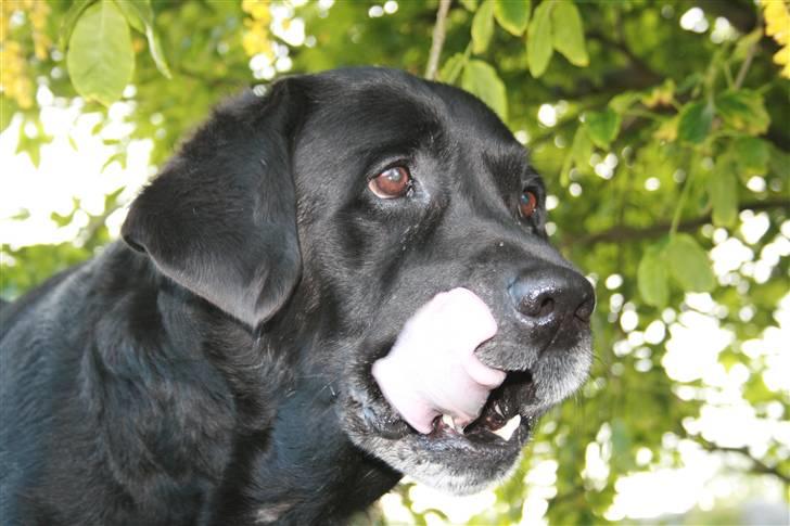 Labrador retriever Bach - jeg ser noget lækkert uhm uhm billede 8