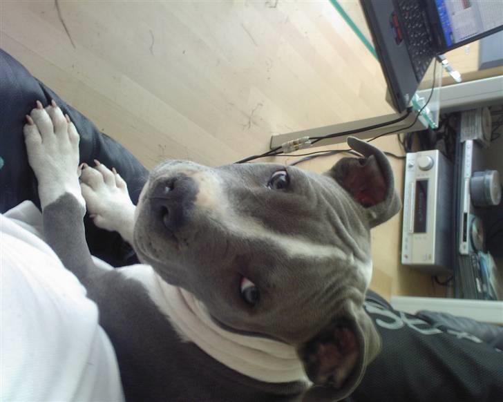 Amerikansk staffordshire terrier Enzo billede 9