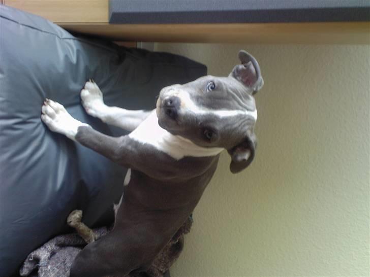 Amerikansk staffordshire terrier Enzo billede 11