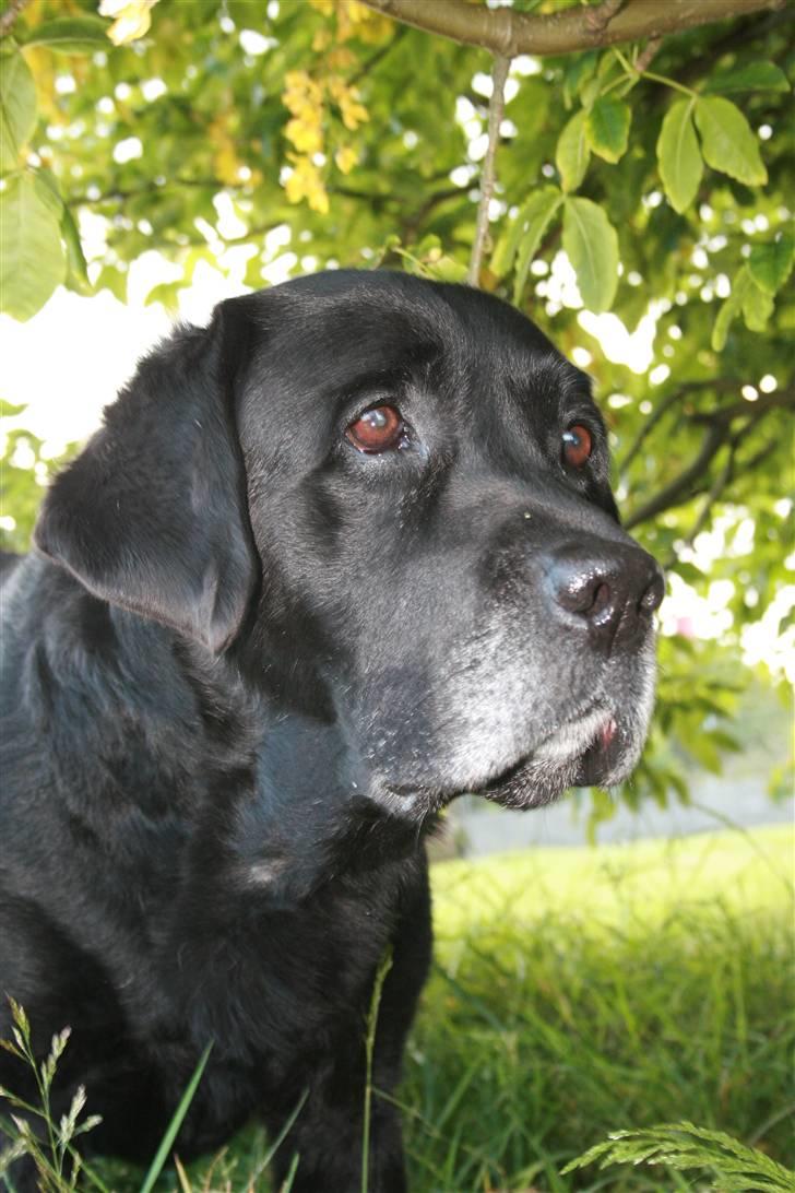 Labrador retriever Bach billede 9