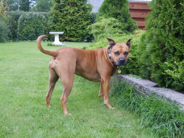 Amerikansk staffordshire terrier Chica "Elsket og savnet " R.I.P 18/8-2014 billede 18