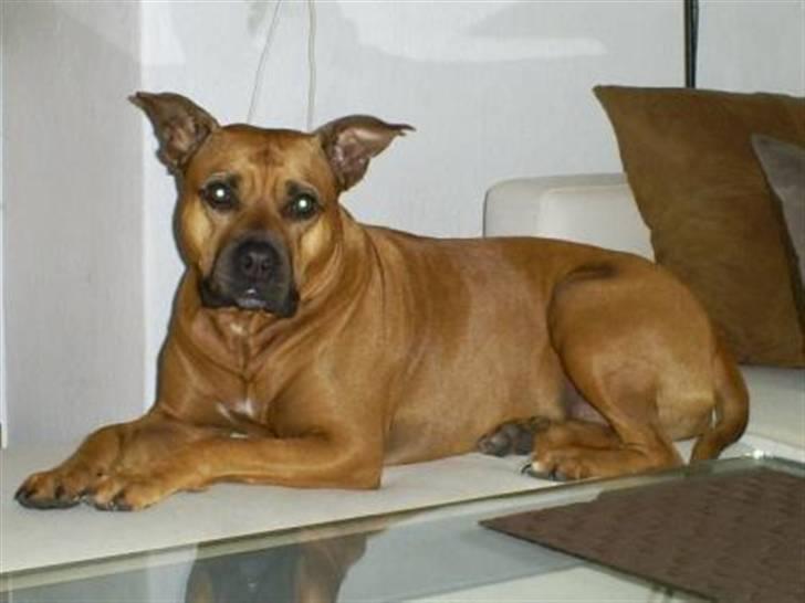 Amerikansk staffordshire terrier Chica "Elsket og savnet " R.I.P 18/8-2014 billede 19