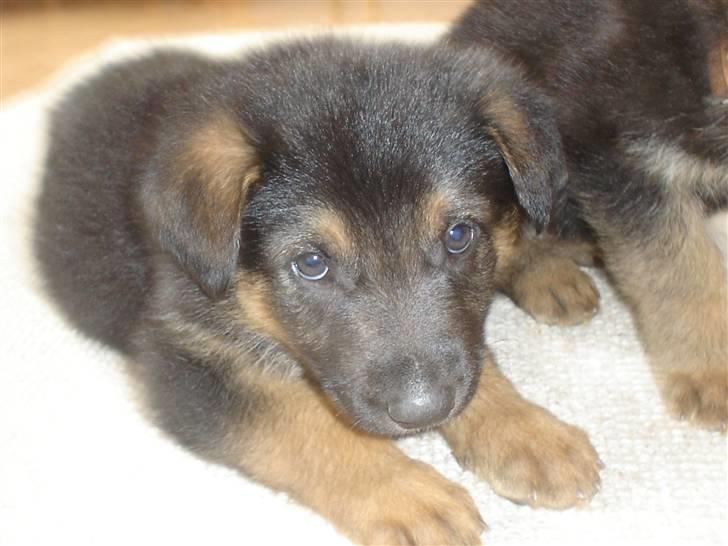 Schæferhund Rex - 1)  Velkommen til Rex´s profil..  Rex som lille billede 1