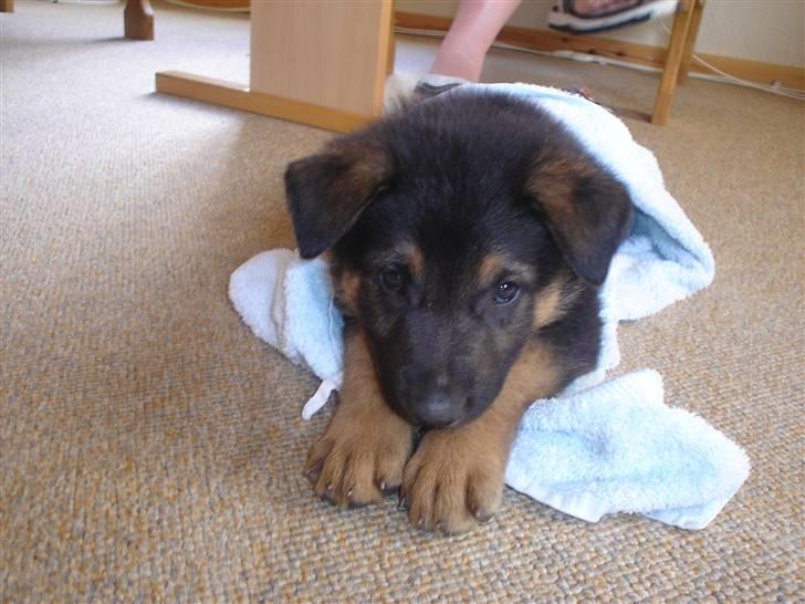 Schæferhund Rex - 2) Rex ligge i et hånklæde.. billede 2