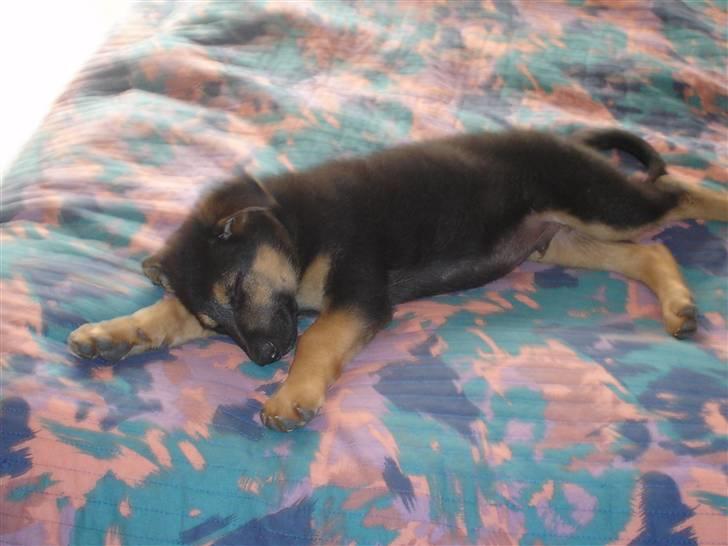 Schæferhund Rex - 3) Det er dejlig at ligge i sengen.. billede 3