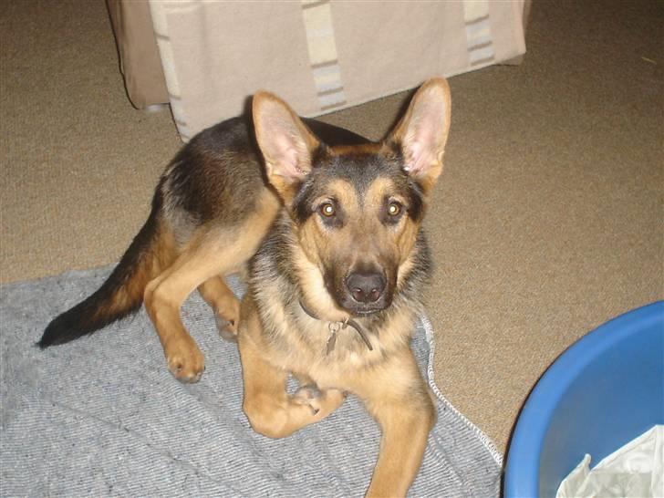 Schæferhund Rex - 4) Er ved at sove..=) billede 4