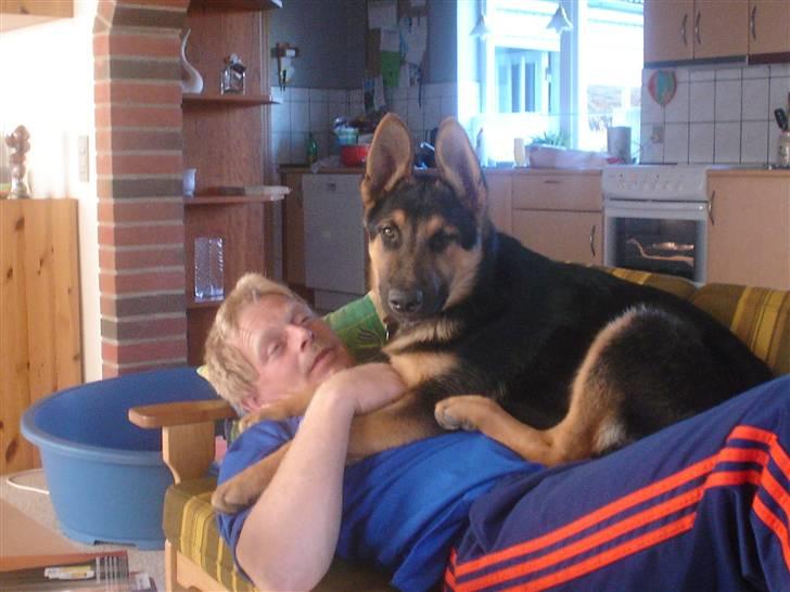 Schæferhund Rex - 5) nyder udsigten fra sofaen billede 5