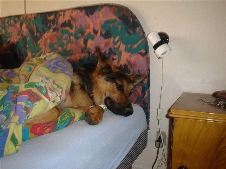 Schæferhund Rex - 6) Jeg tager mig lige en lur under dynen billede 6