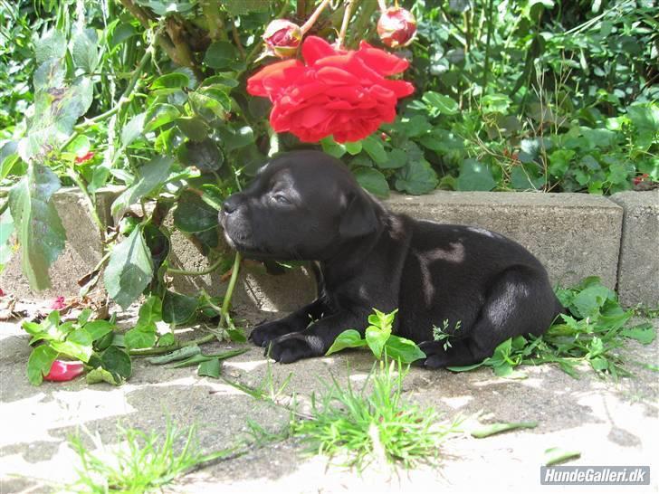 Staffordshire bull terrier Rosa billede 1
