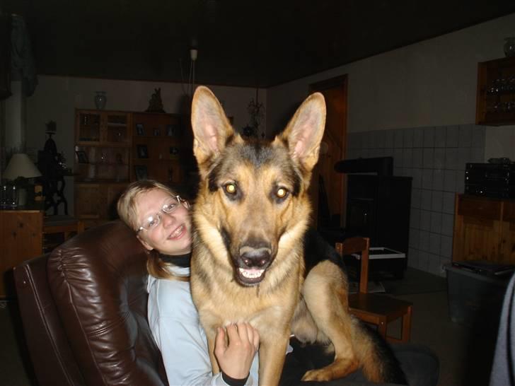 Schæferhund Rex - 7) Susan og mig i en stol billede 7