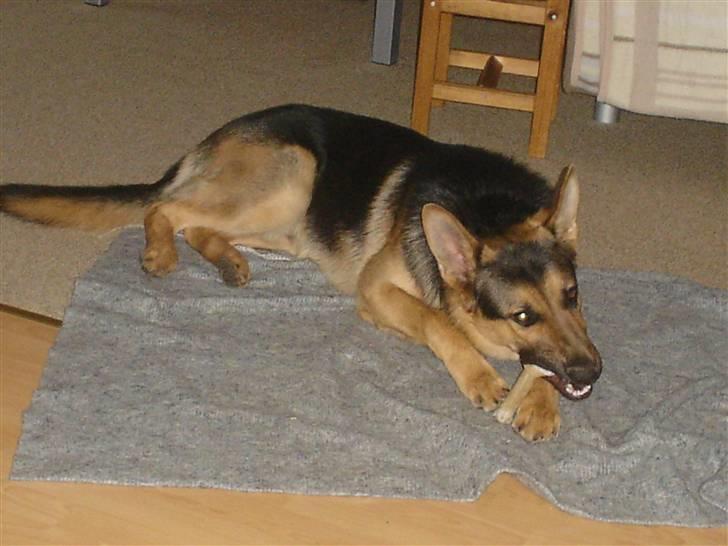 Schæferhund Rex - 8) jeg bider i en kødben billede 8