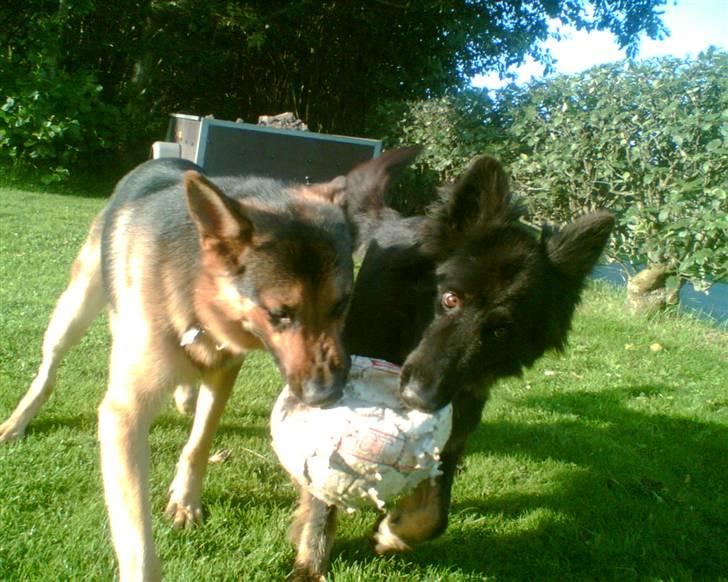 Schæferhund Rex - 9) jeg leger med min mor.. billede 9