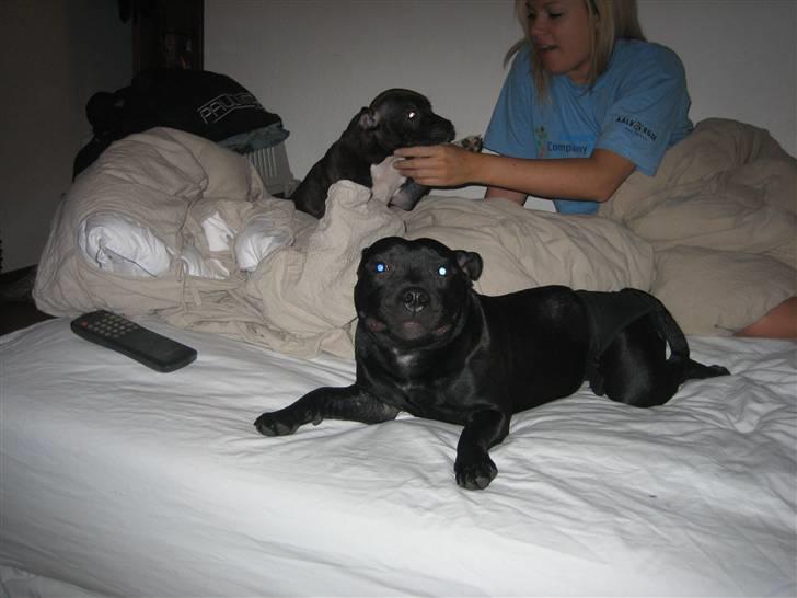 Staffordshire bull terrier Rosa billede 2