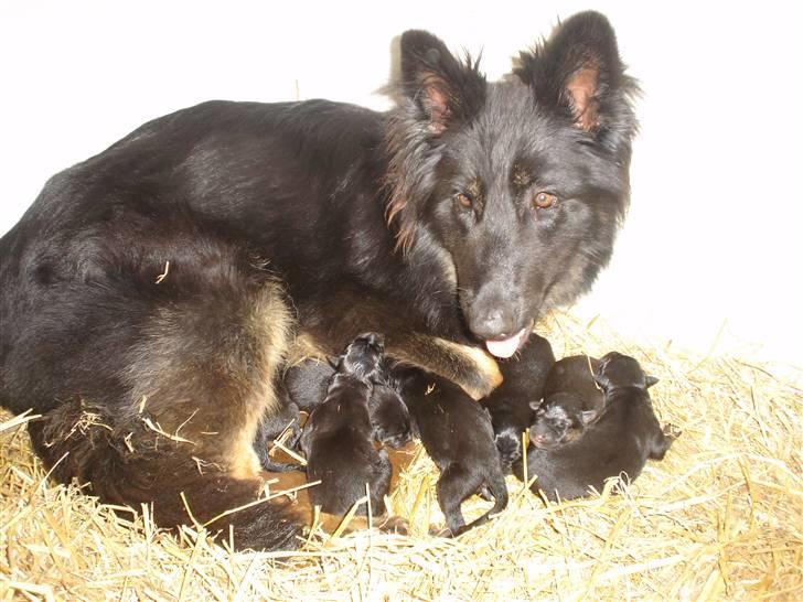 Schæferhund Lady - 1) velkommen til Ladys´s profil.. billede 1