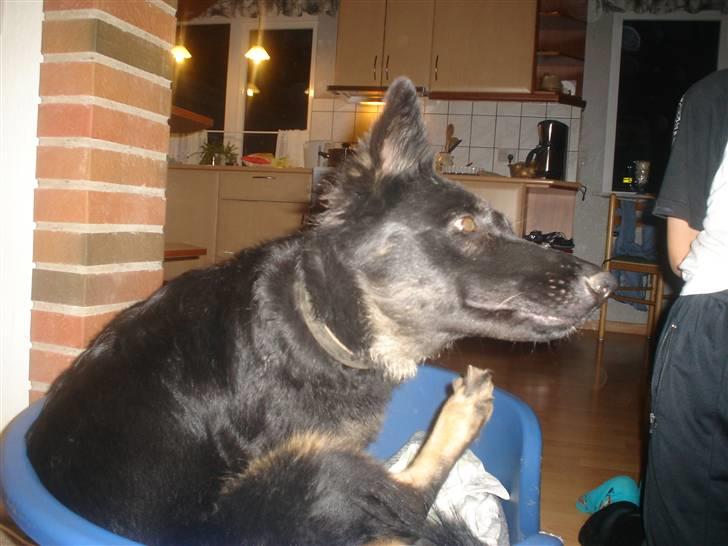 Schæferhund Lady - 2) det klør.. billede 2