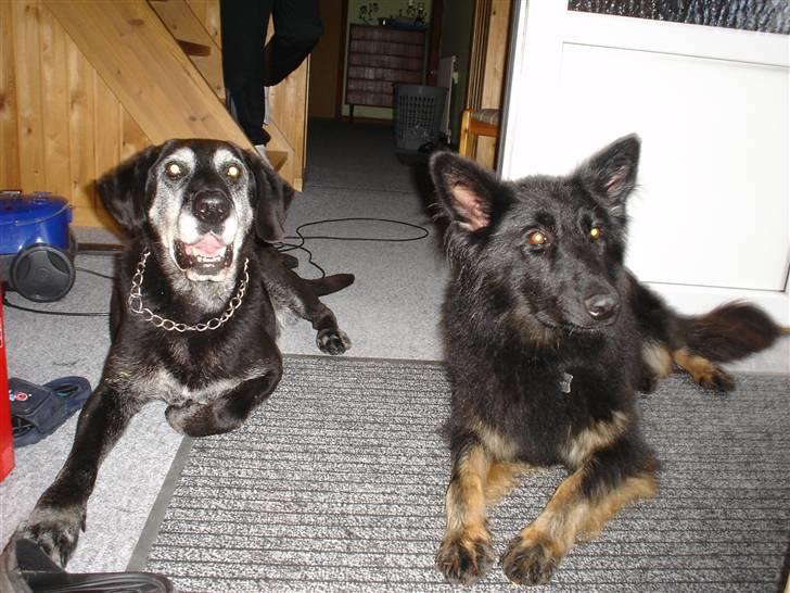 Schæferhund Lady - 3) Mig og min gamle ven Zenta billede 3