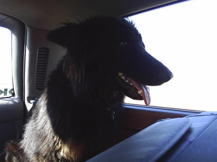 Schæferhund Lady - 4) så er vi ude og køre en tur.. billede 4