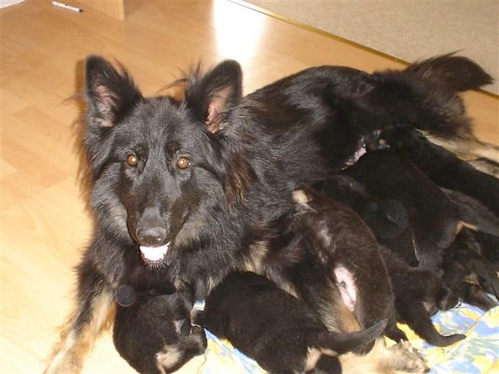 Schæferhund Lady - 5) mig men min havlpe.. billede 5