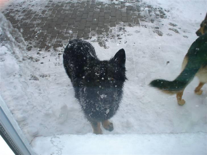 Schæferhund Lady - 6) det er dejlig at være ude.. billede 6