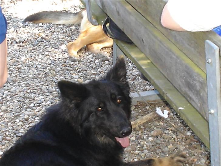 Schæferhund Lady - 7) har lige været en tur i hundeskoven.. billede 7