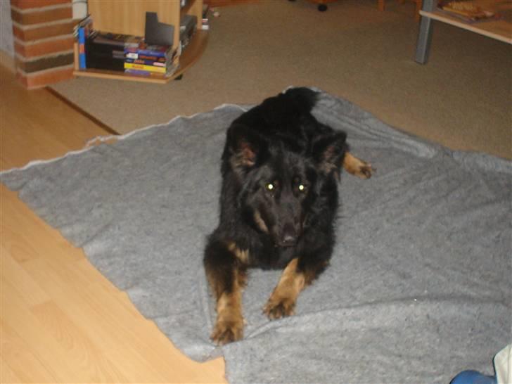 Schæferhund Lady - 8) dejlig at slappe af billede 8