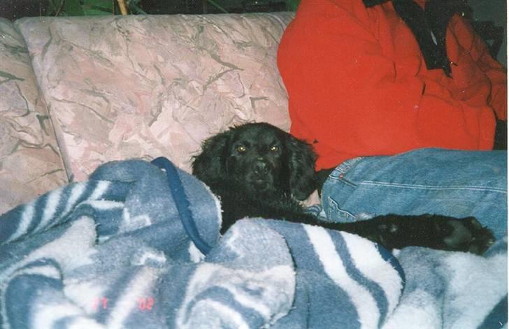 Hovawart Gizmo (HofJoy) R.I.P. - Gizmo som hvalp billede 5