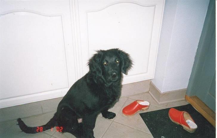 Hovawart Gizmo (HofJoy) R.I.P. - Gizmo som hvalp billede 6