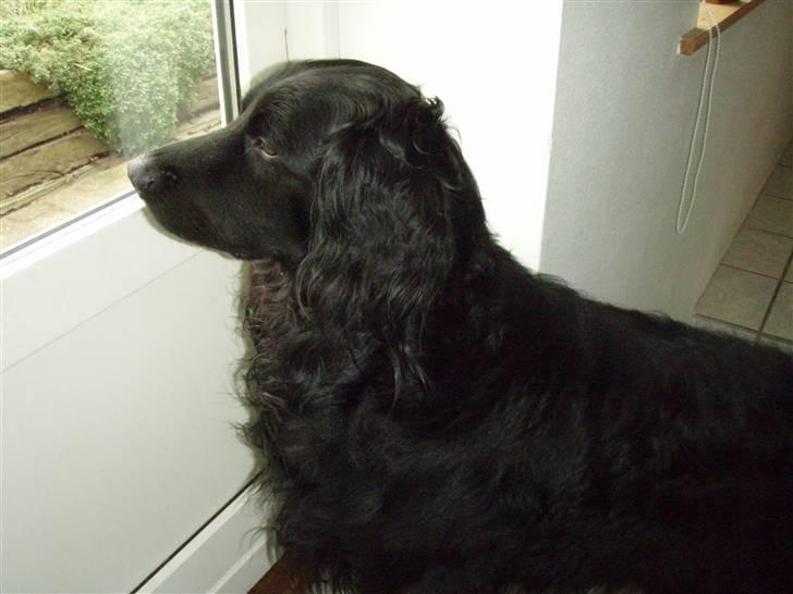 Hovawart Gizmo (HofJoy) R.I.P. - Gizmo billede 8