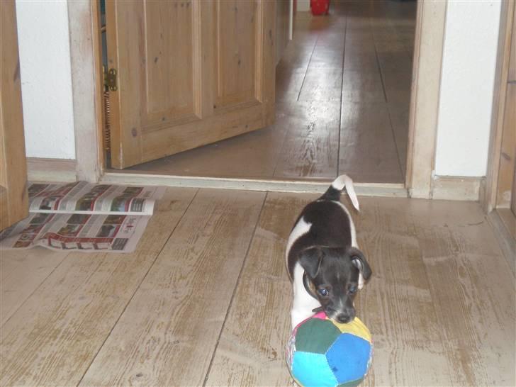 Jack russell terrier Buffas billede 4