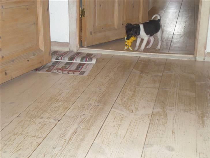 Jack russell terrier Buffas billede 5