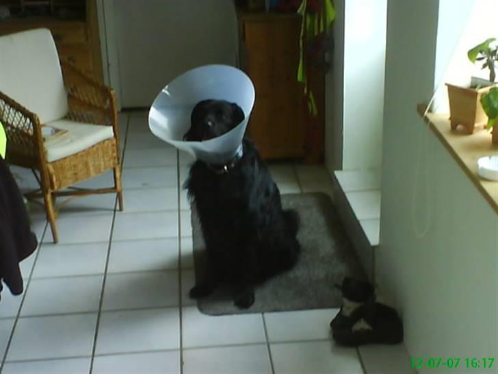 Hovawart Gizmo (HofJoy) R.I.P. - Gizmo havde fået fjernet bjørnekloen billede 9