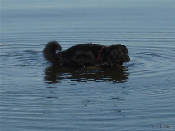 Hovawart Gizmo (HofJoy) R.I.P. - Gizmo bader billede 10