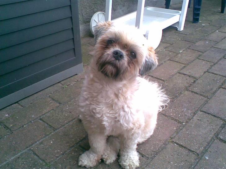 Lhasa apso Ozzy billede 15