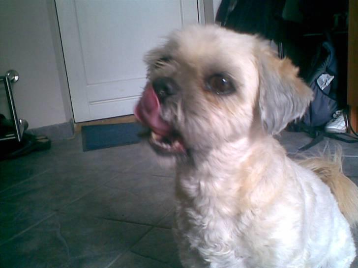 Lhasa apso Ozzy - "tungeslasker" hhhiiii billede 16