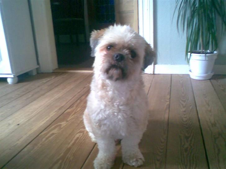 Lhasa apso Ozzy billede 17