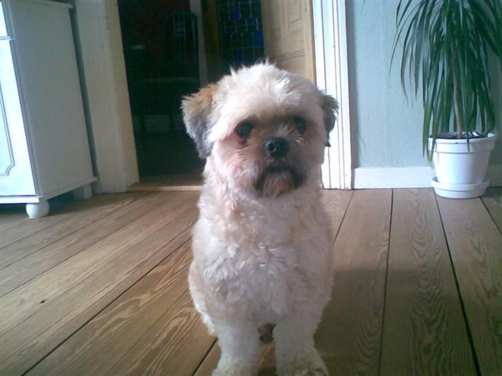 Lhasa apso Ozzy billede 18