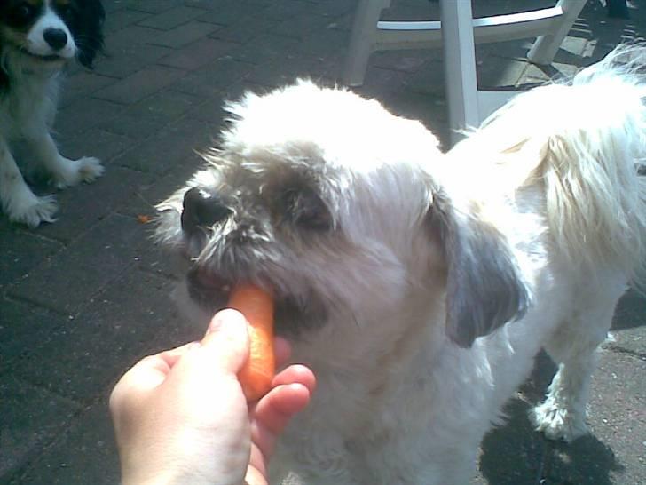 Lhasa apso Ozzy billede 19