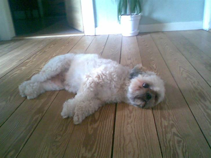 Lhasa apso Ozzy billede 20