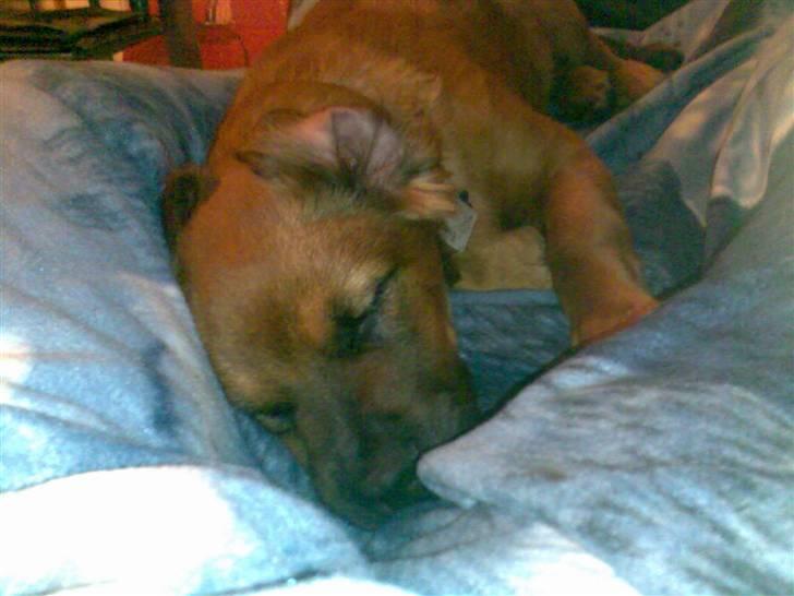 Blanding af racer Basse Ib billede 10