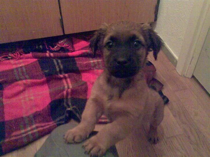 Blanding af racer Basse Ib billede 11