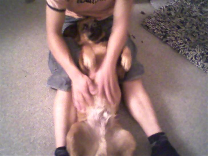 Blanding af racer Basse Ib billede 12