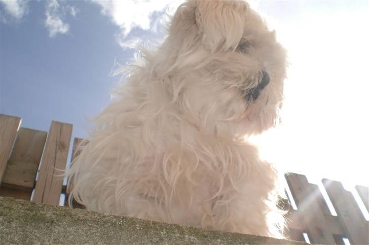 Blanding af racer Chilli billede 12