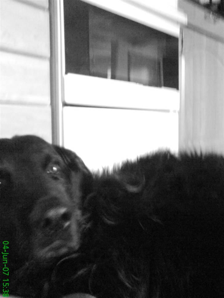 Hovawart Gizmo (HofJoy) R.I.P. - Gizmo putter billede 11