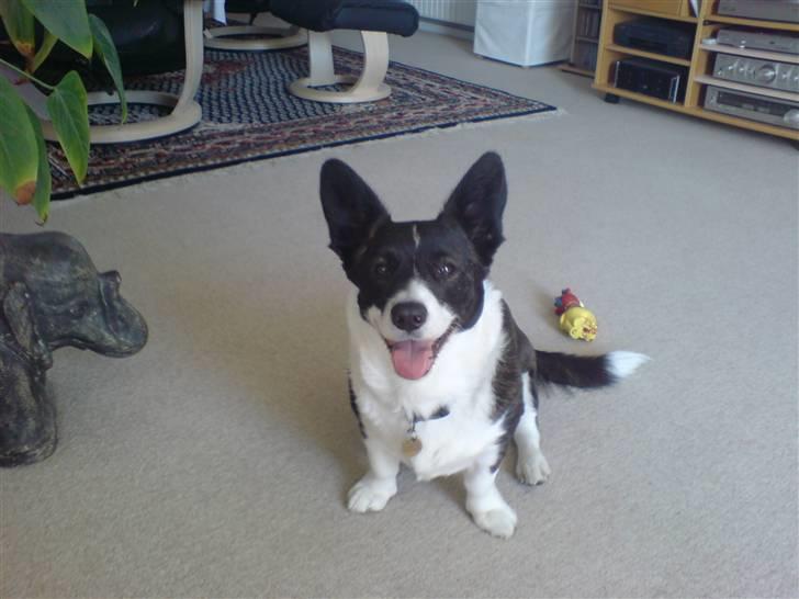 Welsh corgi cardigan Giggi billede 1