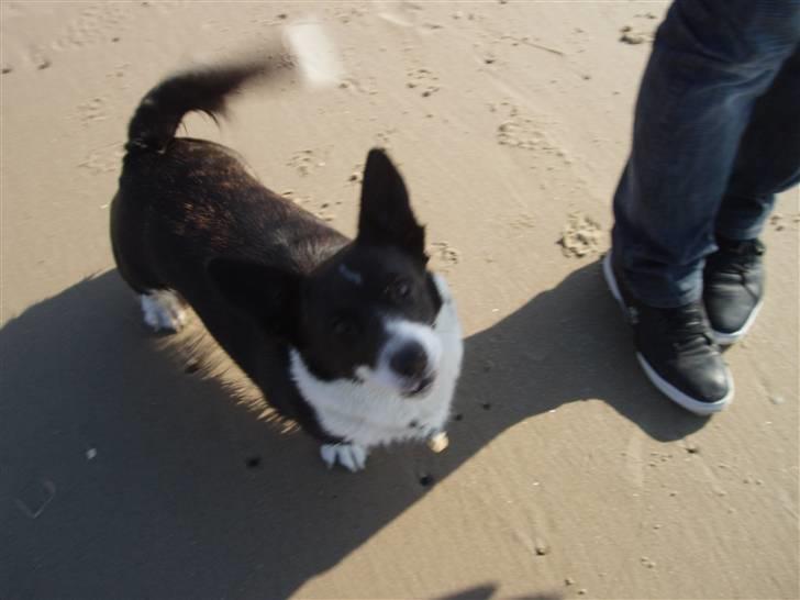 Welsh corgi cardigan Giggi billede 2